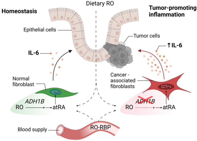 Figure 1: Retinol-mediated suppression of tumor-promoting IL-6 is disrupted in colon cancer-associated fibroblasts.