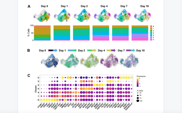 Figure 3. Cell states evolving over time after ETO-induced senescence.