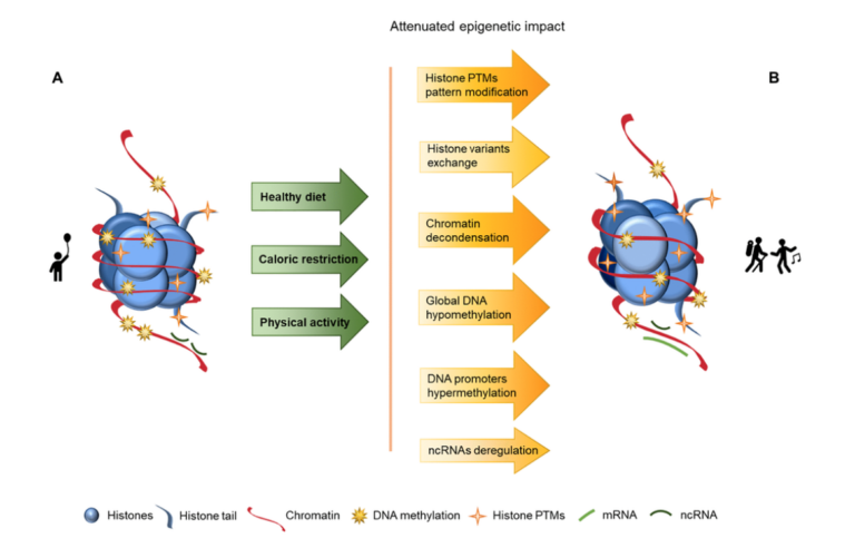 Figure 2. Representation of age-associated epigenetic changes after following a healthy lifestyle.