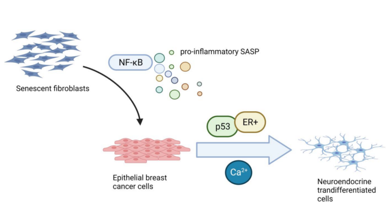 Figure 1. Cell culture supernatant, containing NF-κB-dependent pro-inflammatory senescence-associated secretory phenotype (SASP), was collected from senescent normal human fibroblasts and used to treat human epithelial breast cancer cells.