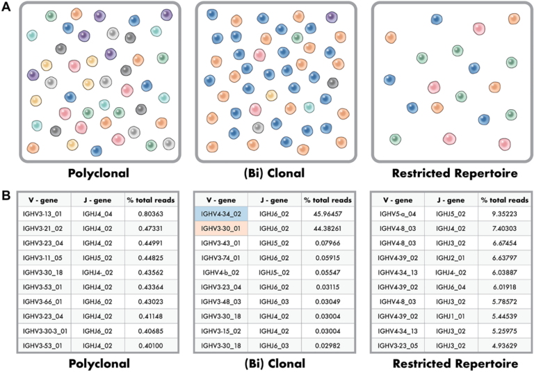 Figure 2: Polyclonal, Clonal and Restricted Repertoire Phenotypes in Clonality Testing.