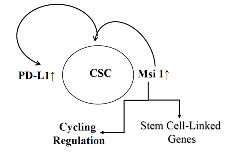 Figure 6. Key summary of findings. Shown is increased expression of PD-L1 and Msi 1 in CSCs.