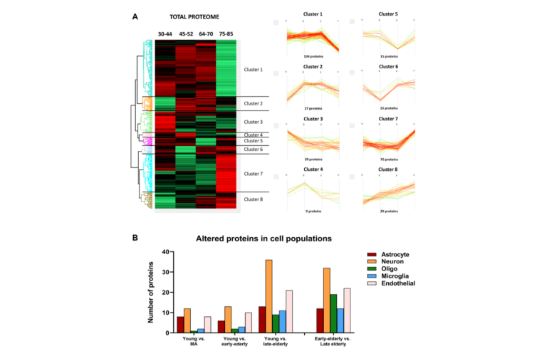 Proteostatic modulation in brain aging without associated Alzheimer’s disease-and age-related neuropathological changes.