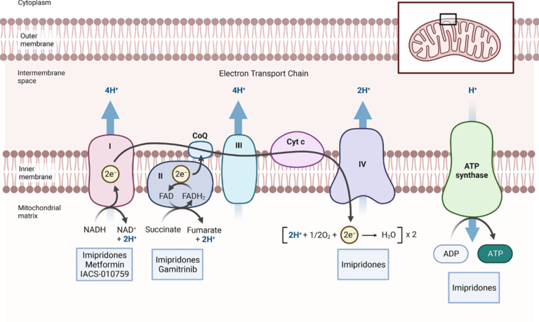 Figure 1: Inhibitors of mitochondrial respiration.