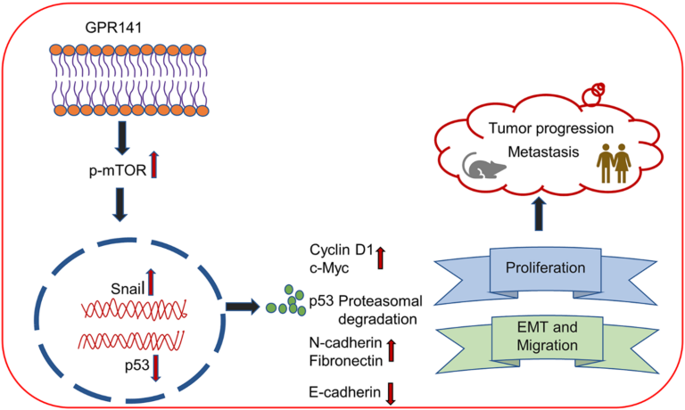 Figure 7: Schematic demonstrating the role of GPR141 in mediating breast cancer development and progression.