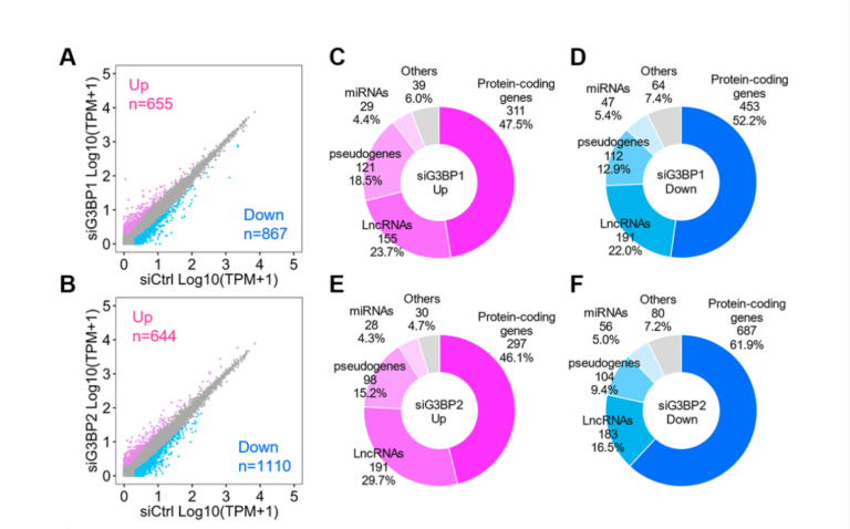 Stress granules sequester Alzheimer’s disease-associated gene transcripts and regulate disease-related neuronal proteostasis