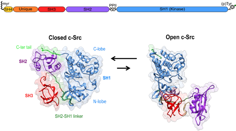 Figure 1: Canonical Src regulation involves the transition from an inactive closed state to an active open form.