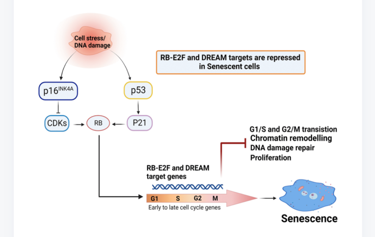 Figure 6. Mechanisms proposed in this study. Cellular senescence