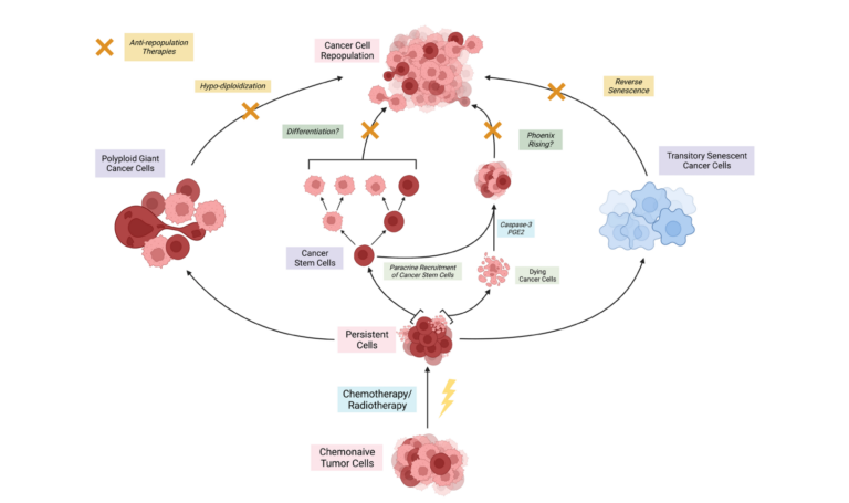 Figure 1: Presumed models of tumor cell repopulation after escaping chemoradiation.