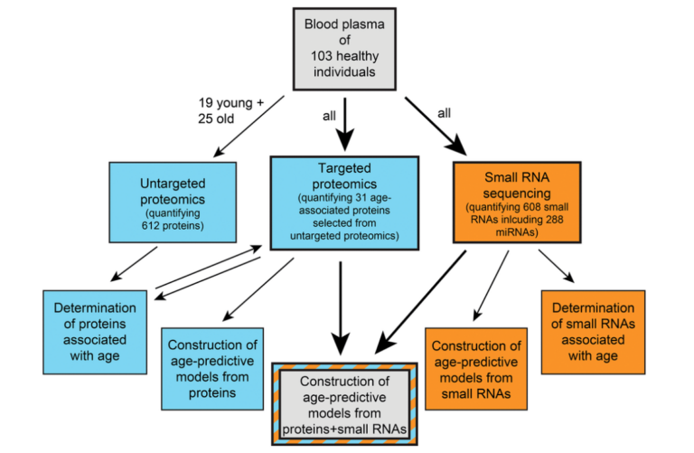 Figure 1. Schematic overview of our study.