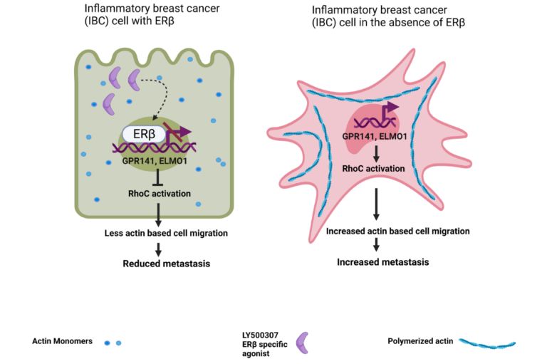 Figure 1: Upon activation by the specific agonist LY500307 ERβ binds to estrogen receptor binding elements (ERE) in regulatory regions of GPR141 and ELMO1 genes and suppresses their transcription, which in turn leads to diminished RhoC activation, reduced actin-based cell migration and metastasis.