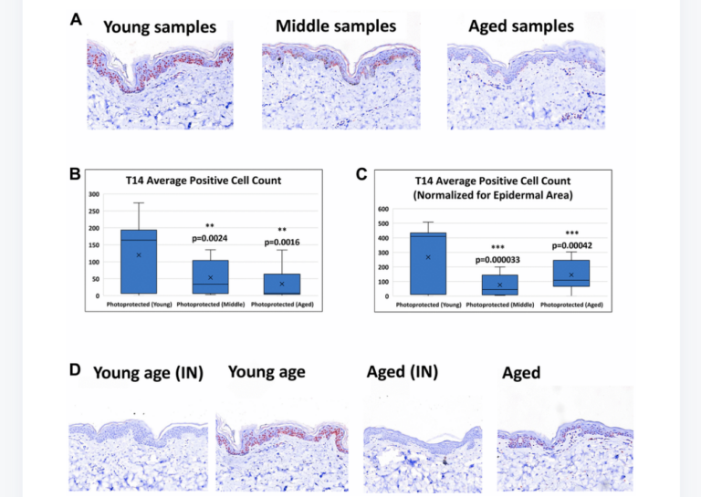 Figure 2. Detection of T14 in skin.