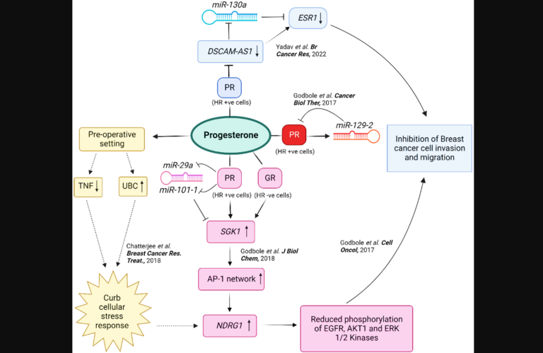Figure 1: An integrated representation of the multifaceted effects of progesterone in breast cancer.