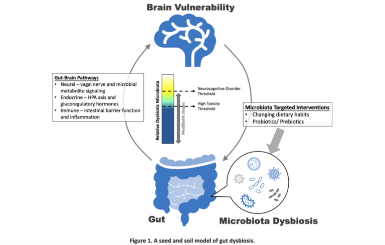 Figure 1. A seed and soil model of gut dysbiosis.