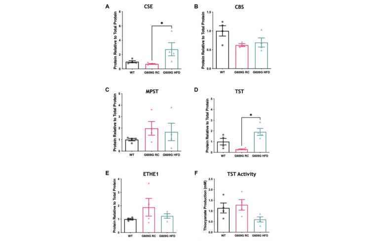 Figure 2. Hepatic protein levels of H2S producing enzymes in progeria MM