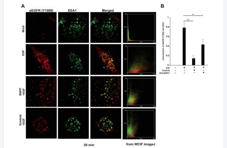 Figure 6. BUB1 inhibitor reduces endocytosis of active EGFR in MDA-MB-231-1833 cells.