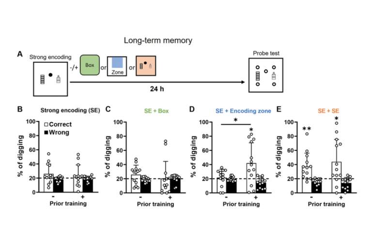 Figure 4. Long-term retention of everyday spatial memory in aging. Cognitive rescue