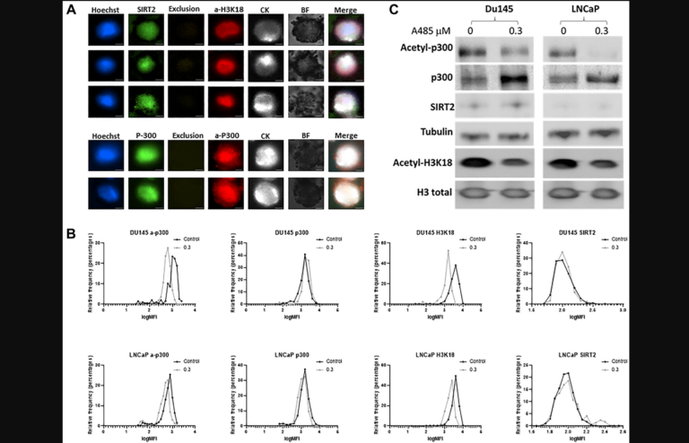 Figure 1: Optimization of circulating tumor cells (CTC) staining and validation of p300 activity.