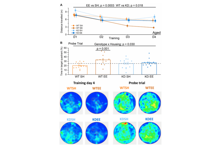 Figure 7. Enrichment of aged mice improves hippocampus-dependent reference memory via MSK1.