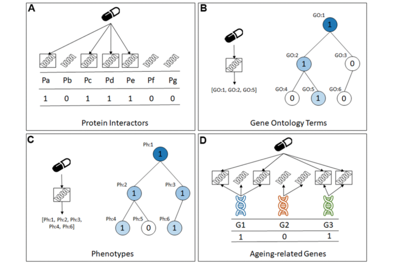 Figure 1. The four types of predictive features in the datasets created for this study. (A) Protein Interactors, (B) Gene Ontology Terms, (C) Phenotypes, (D) Ageing-related genes. machine learning