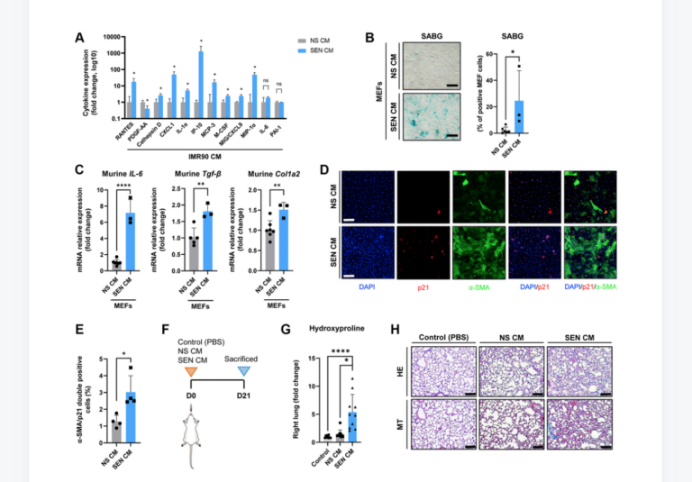 Figure 4. The secretome of senescent human lung fibroblasts as mediator of murine lung fibrosis.