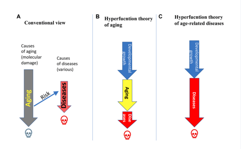 Figure 1. Relations between aging and age-related diseases (ARDs).