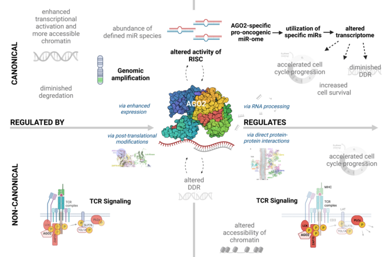 Figure 1: Scheme of mechanisms of AGO2 (de)regulation and its (novel) functions in T-PLL.