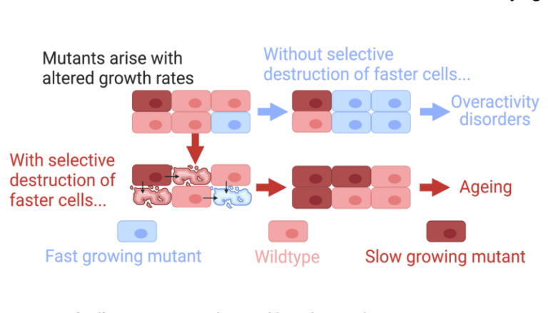 Figure 1. Outcomes of cell competition and control by selective destruction.