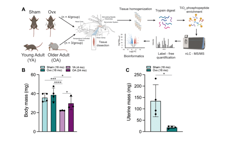 Aging and Ovariectomy Induces Parallel Phosphoproteomic Changes in Skeletal Muscle of Female Mice