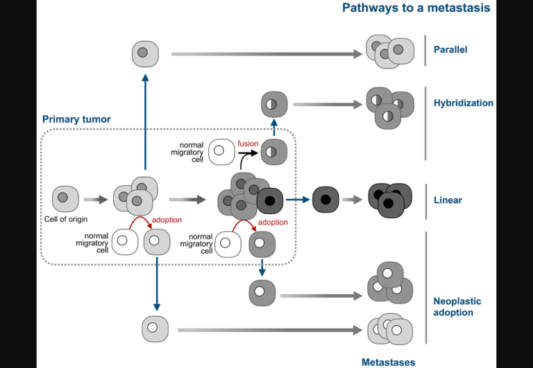 Figure 4: Neoplastic adoption as a pathway of metastasis.