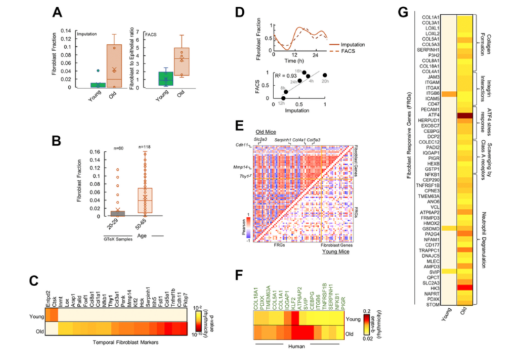 Figure 3. Fibroblasts mediate differential rhythmicity in aged pancreas.