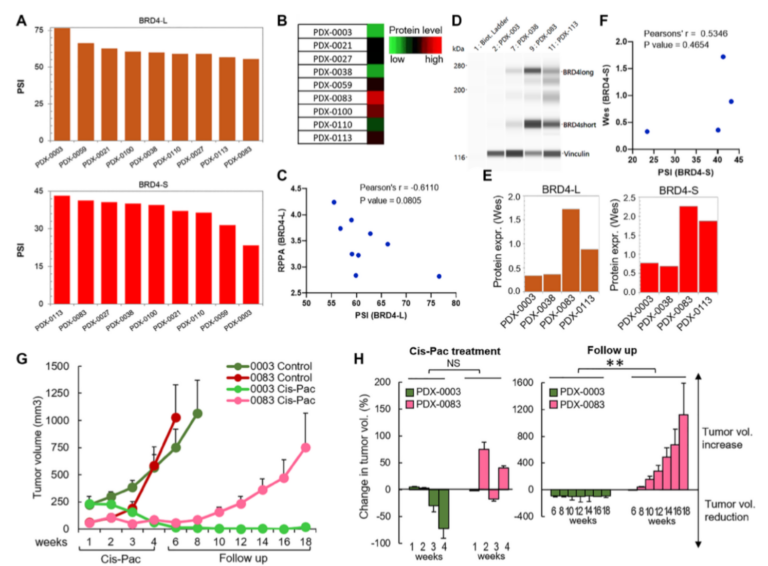 Figure 6: Patient-derived xenografts with high expression of BRD4-L and BRD4-S are resistant to cisplatin/paclitaxel chemotherapy.