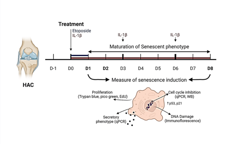 Figure 1. Experimental design. To investigate senescence in osteoarthritic chondrocytes, primary human articular chondrocytes (HACs) were stimulated with etoposide for 24 h (blue) or with IL-1β for 8 days (red) with treatment renewal at days 3 and 6. Senescence features were assessed at days 1 and 8 in both conditions by qPCR, WB, and immunofluorescence.