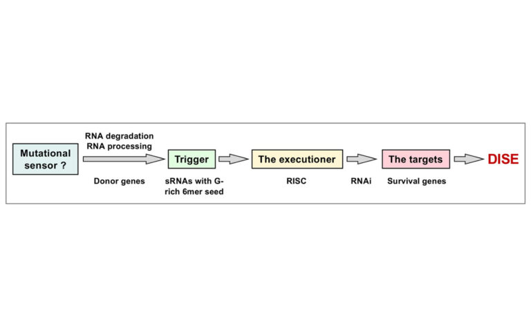 ancient anti-cancer mechanism