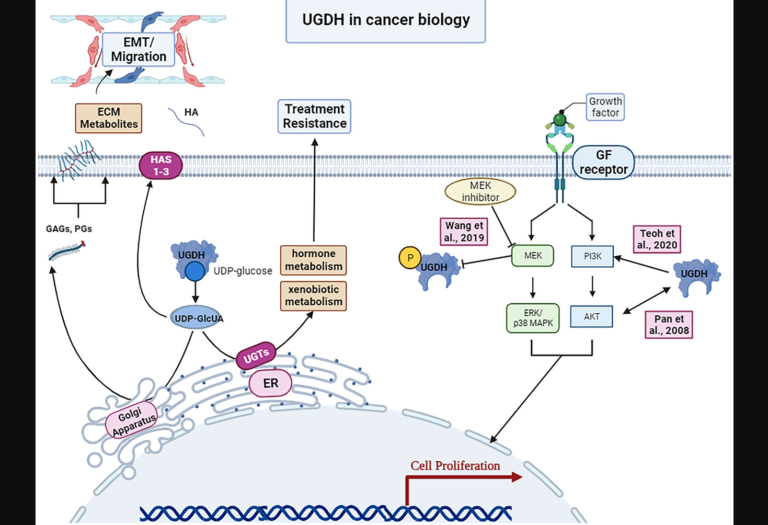 Figure 2: UGDH’s roles in cancer biology.