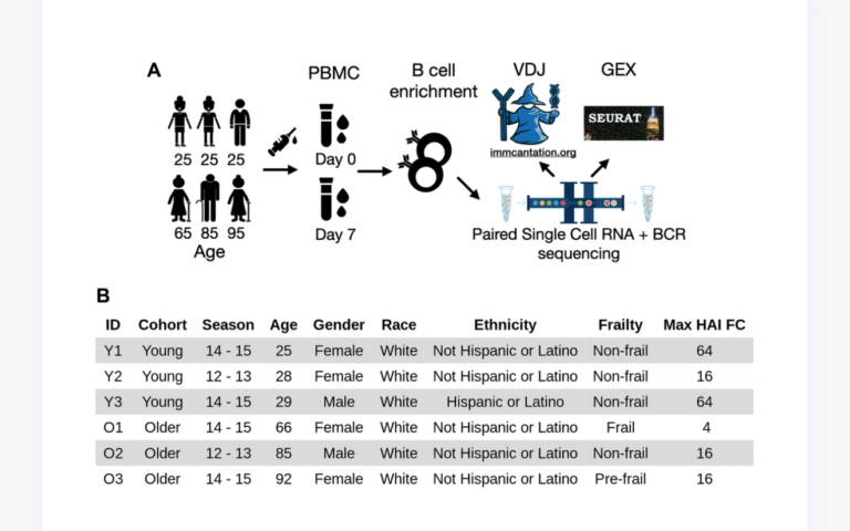 Figure 1. Experimental workflow and subject demographics. (A) PBMC samples were collected from three young and three older adults (midpoint of the age range shown) before and seven days after vaccination. The samples were negatively enriched for B cells.