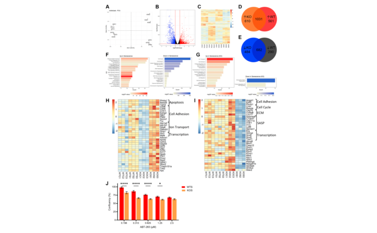 Figure 4. BMAL1 contributes to AP-1 mediated transcriptional control of the senescence program and confers resistance to apoptosis.