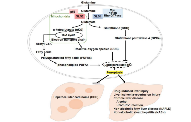 Figure 1: Ferroptosis regulation of GLS2 is a potential therapeutic strategy against liver diseases.