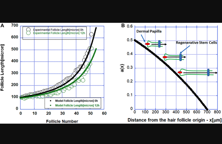 Figure 3: (A) Simulations of the reaction-diffusion model (solid lines) and measured follicle length (solid circles). (B) The function a(x) describing the pro-survival factor released by the regenerative stem cell pool. The inset shows a schematic of a hair follicle regressing slower as it gets shorter and closer to higher values of the pro-survival factor modeled with the function a(x) and released by the regenerative stem cells.