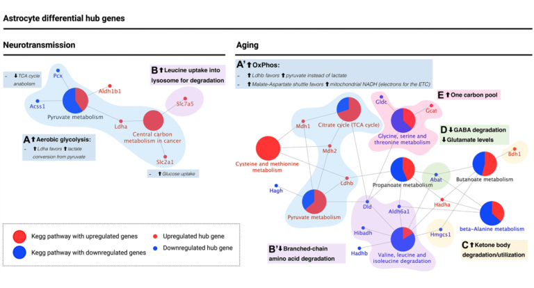 Figure 6. KEGG pathway enrichment analysis of astrocyte differential hub genes suggests a metabolic switch from aerobic glycolysis to oxidative phosphorylation during aging.