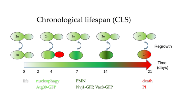Figure 7. Autophagy contributes to cells’ survival during chronological aging.