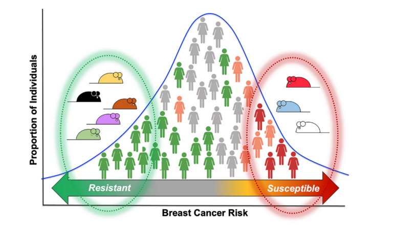 Figure 4: Loss of p53 predisposes to mammary tumors in mice and in women, but penetrance varies among individuals.