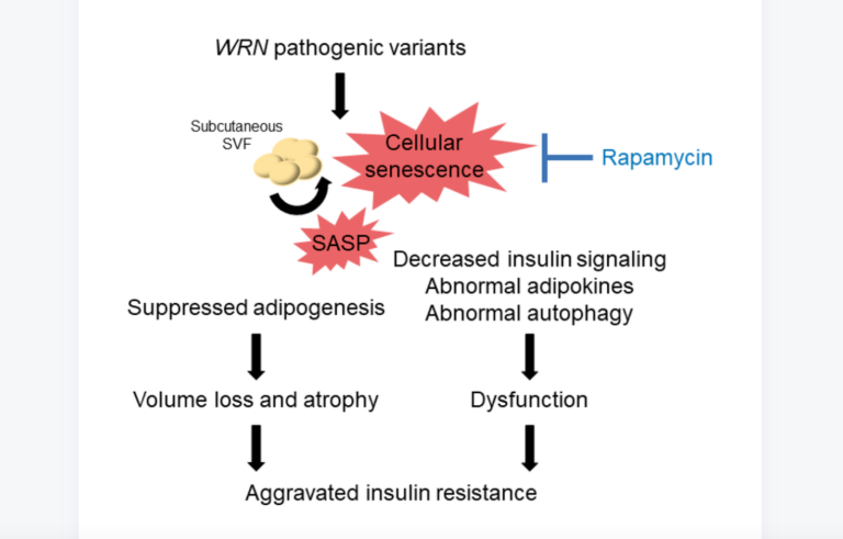 Figure 7. Schematic illustration of the lipodystrophy and insulin resistance exhibited by patients with Werner syndrome.