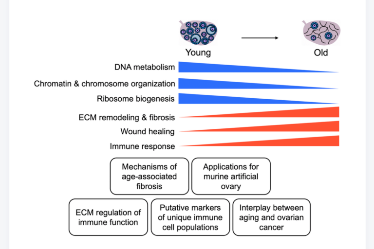 Figure 9. Summary of key findings. Schematic of key pathways significantly altered in the mouse ovaries with age and potential applications of these data for future studies.