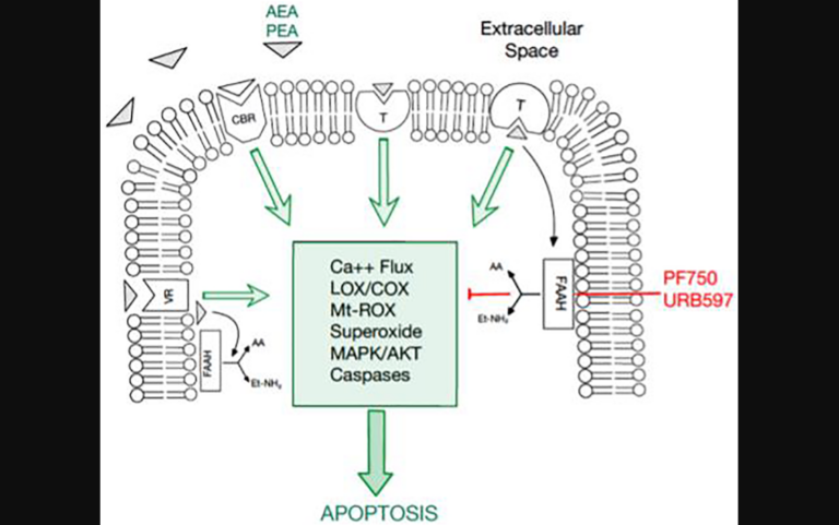 Figure 1: An overview of the endocannabinoid pathway and molecules tested in this study. breast cancer