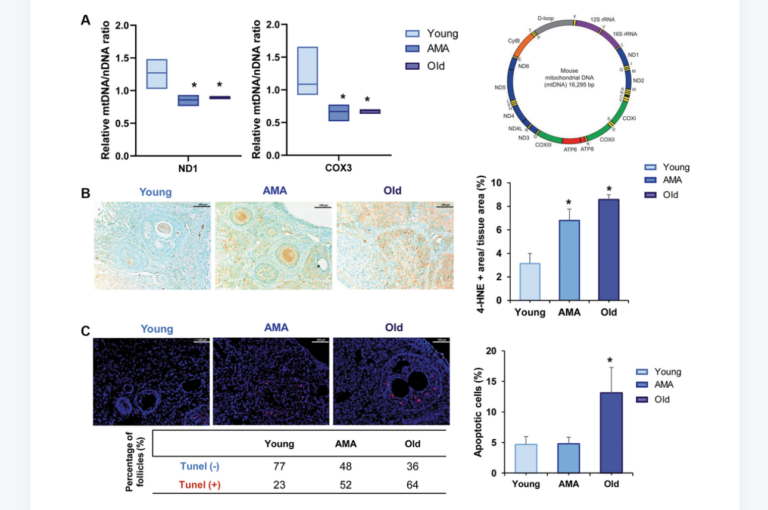 Figure 3. Mitochondrial function in the ovaries of a NOD/SCID mouse model for physiological human aging. Reproductive Aging