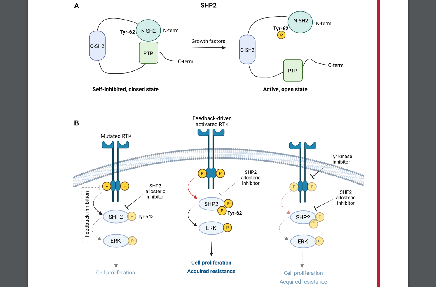 Figure 1: Graphical illustration of the main findings from Pfeiffer et al., Cancer Research, 2022. Combined Inhibition of SHP2 and Mutated RTKs Prevent Acquired Resistance in Leukemia