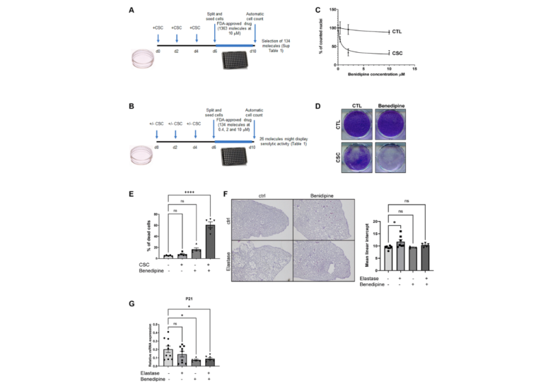 Figure 1. Identification of CaV blockers as a potential new class of senolytics.