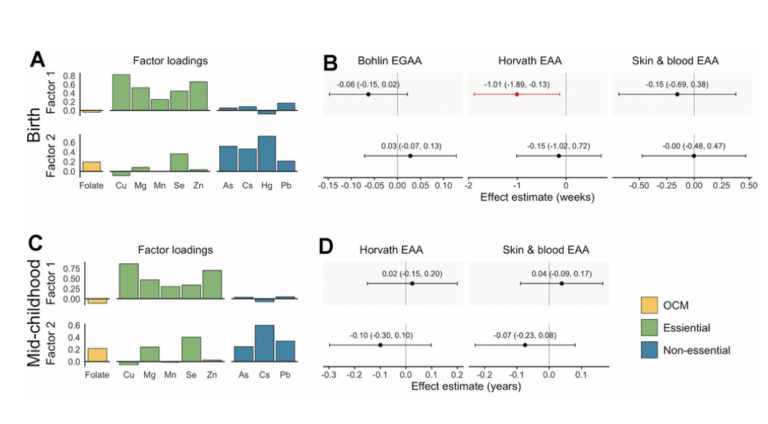 Figure 3. Factor loadings and associations with epigenetic gestational age acceleration (EGAA) and epigenetic age acceleration (EAA) at birth and in mid-childhood. prenatal