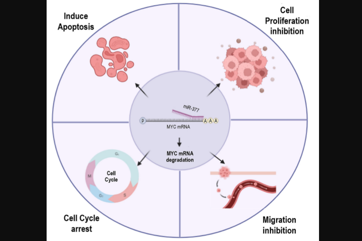 Figure 5: miR-377 transfection in prostate cancer cell lines can target MYC 3′UTR, degrade its mRNA, and affect apoptosis, cell cycle, migration, and cell proliferation.